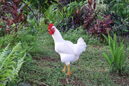 Farm animal bird photo