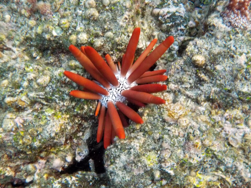 Pacific urchin saltwater