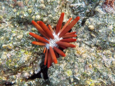 Pacific urchin saltwater