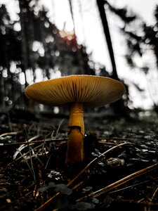 Mushroom forest plant