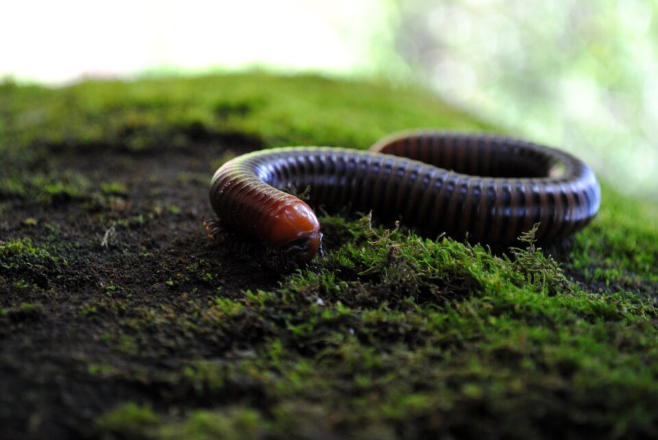 Feet centipede animals