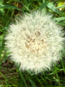 Fluff dandelion summer