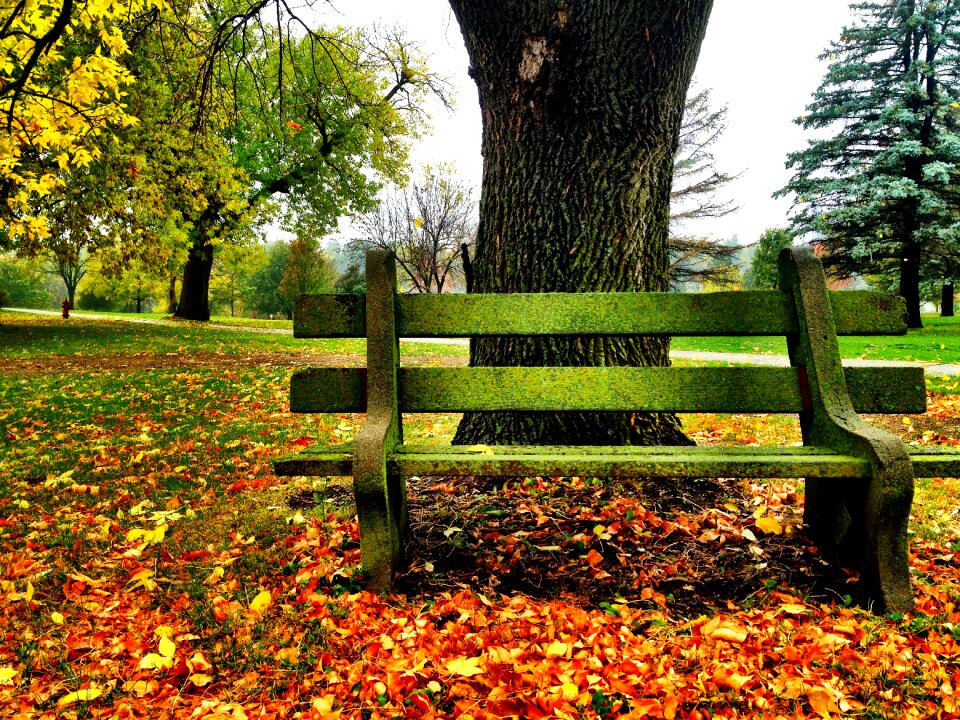 Fall fall leaves