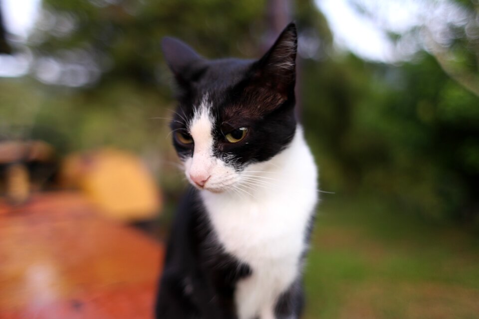 Domestic white pet