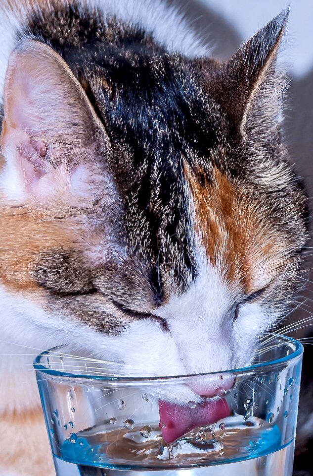 Domestic cat face cat face