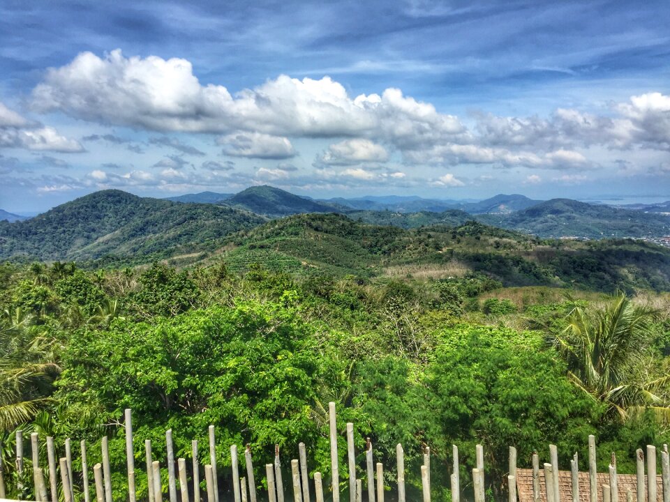 Forest tropical landscape