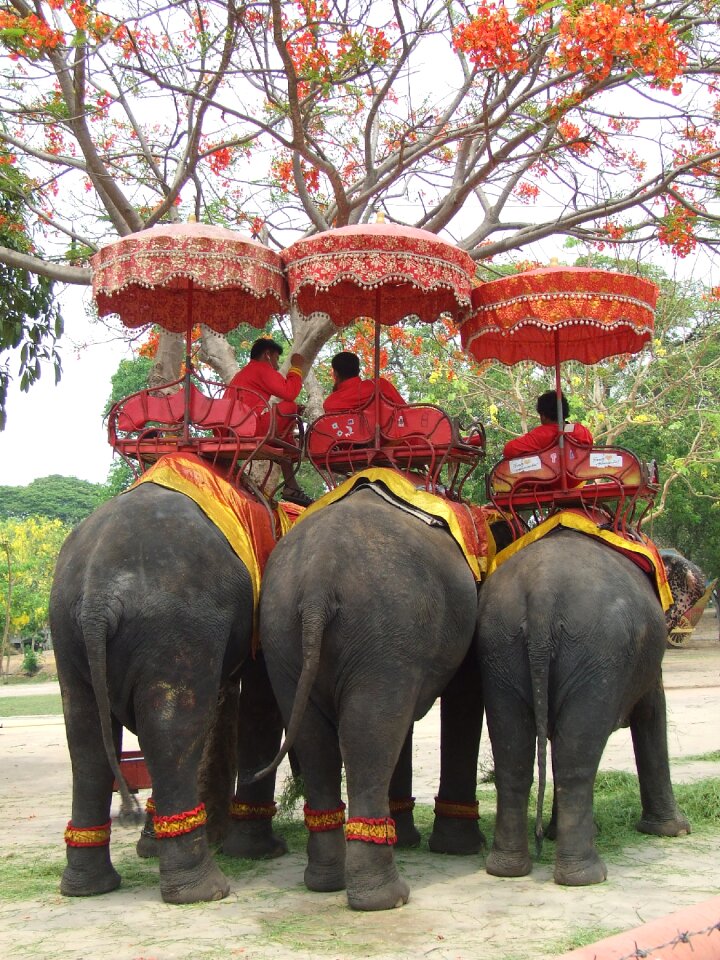 Asia mahout break