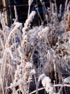 Snow wintry hoarfrost photo