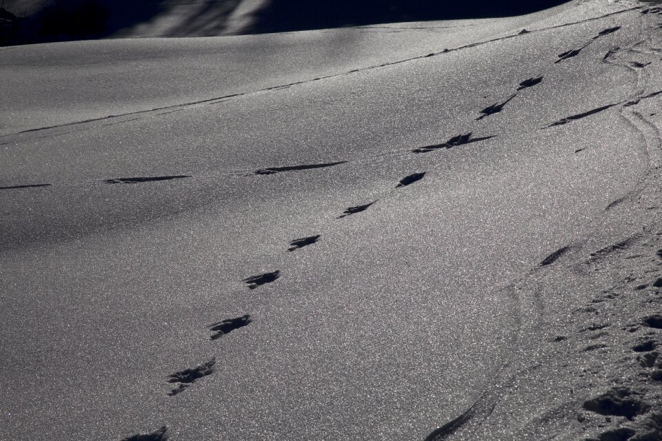 Trace winter mood snow tramp
