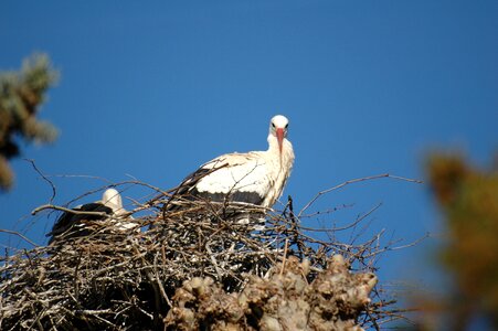 Stork nest bird photo