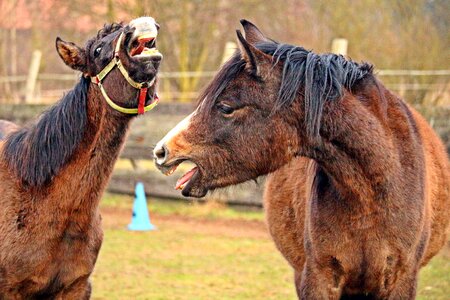 Foal horse head pasture photo