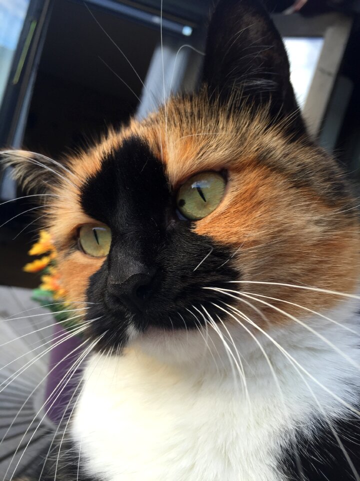 Cat remember to beautiful