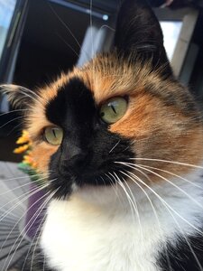 Cat remember to beautiful