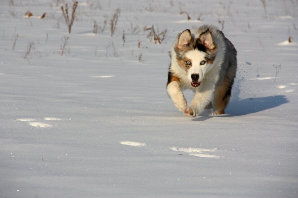 In the snow dogs winter