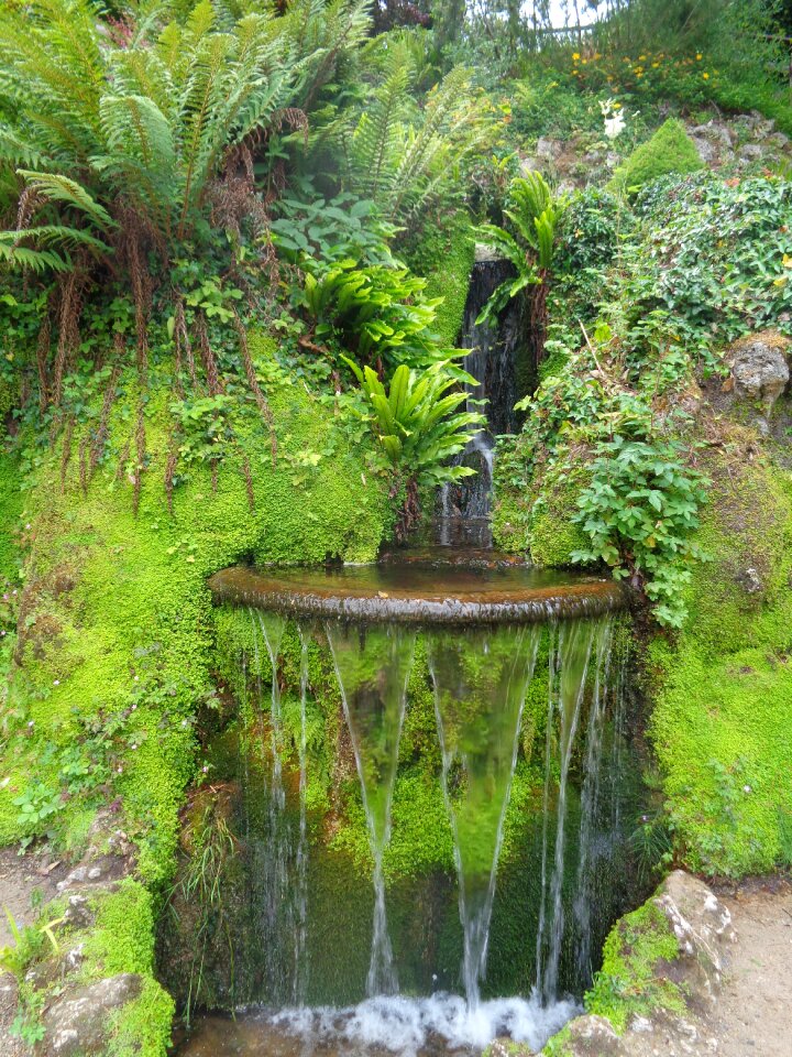 Nature fountain green plants