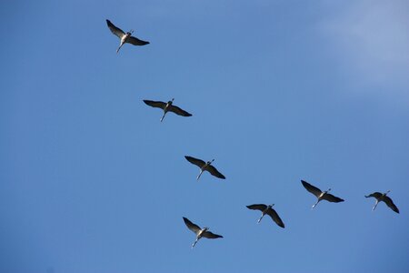 Crane bird flying photo
