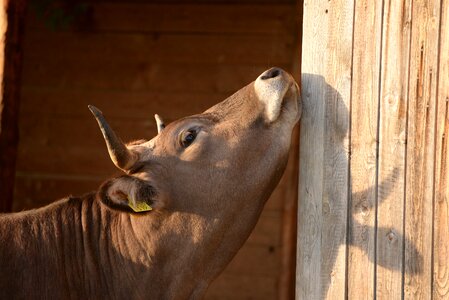 Cow scratching sunset photo