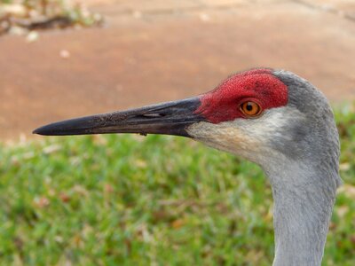 Bird florida photo