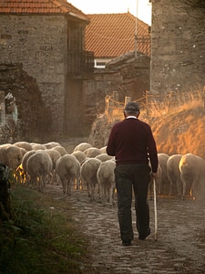 Herd herding livestock