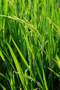 Green agriculture thailand