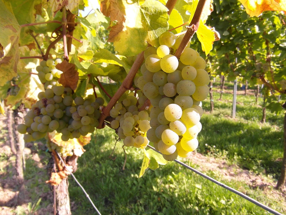 Wine wine harvest new wine