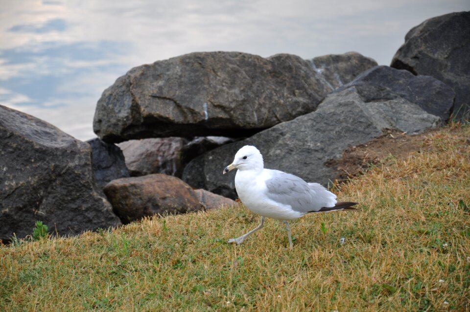 Bird saint-laurent charlevoix