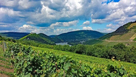 Germany wine vineyards
