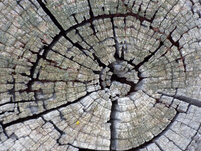 Age wood cross-section