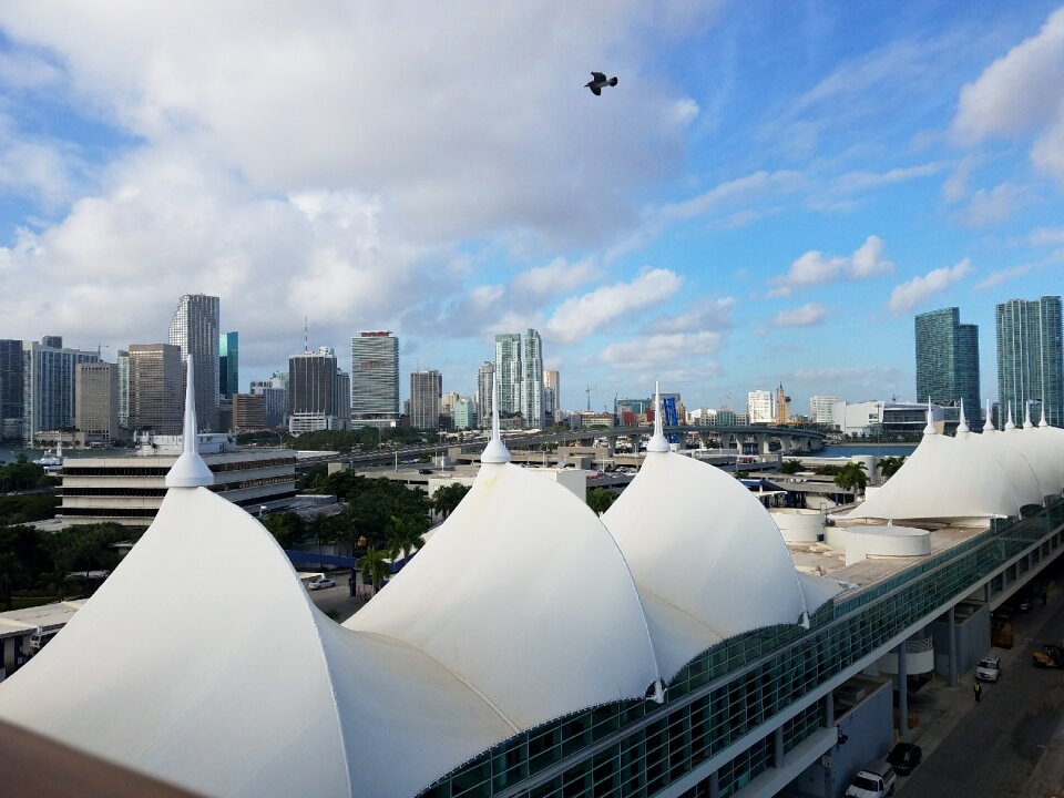 Bird flying skyline downtown