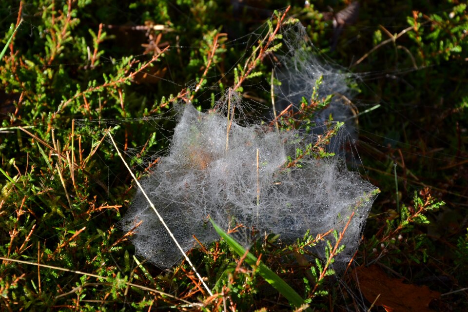 Spider web macro the nature