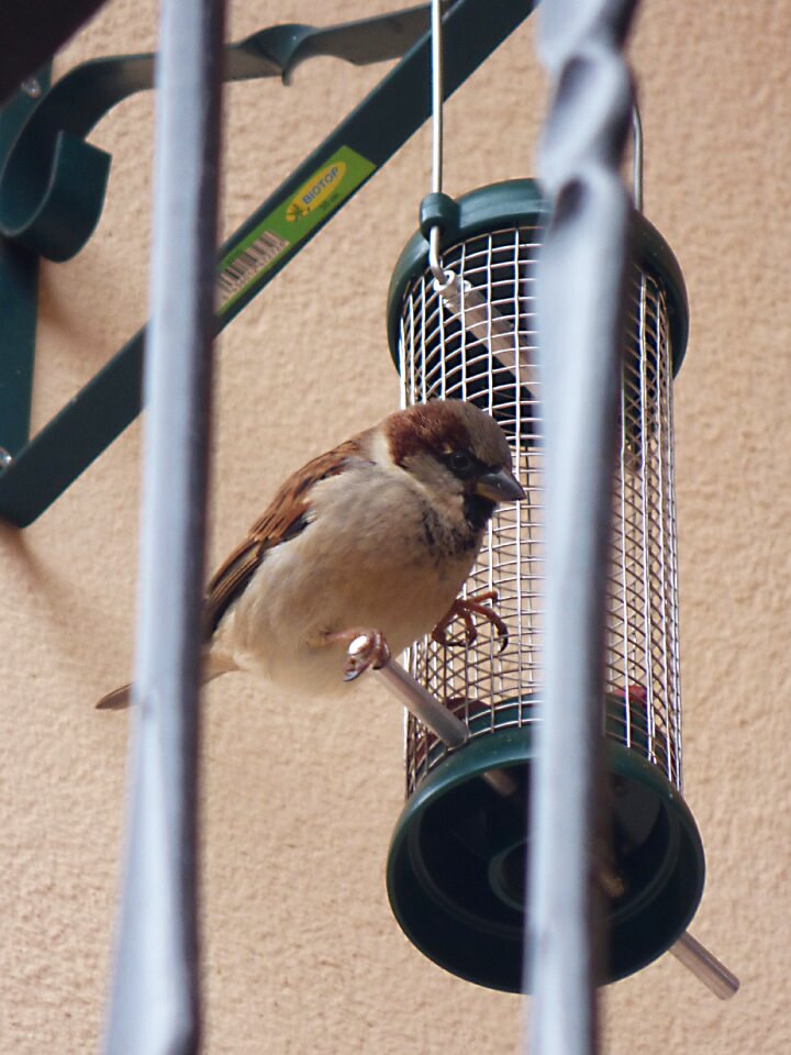 Sparrow bird feeder