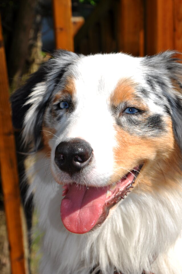 Australian australian shepherd domestic animal