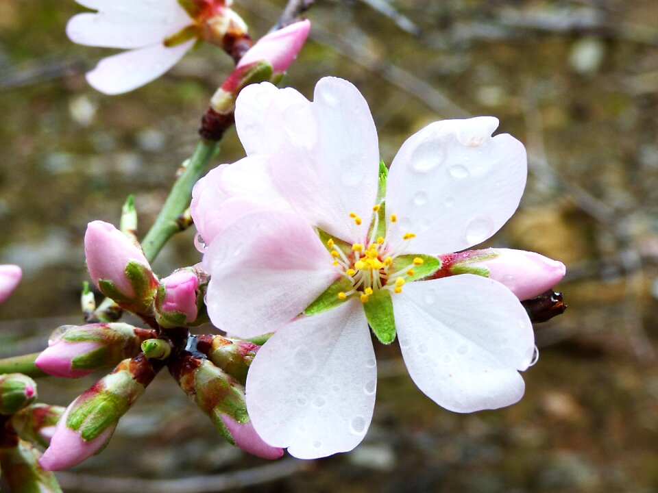 Almond flower drops february