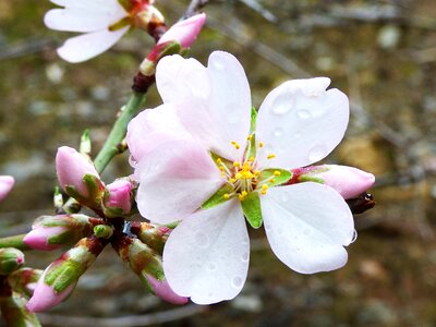 Almond flower drops february