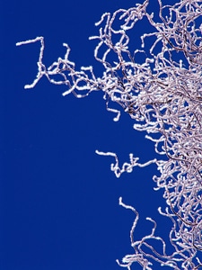 Blue twisted willow branches