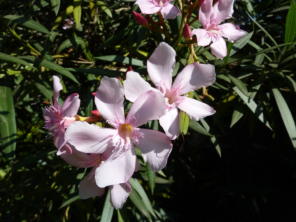 Blossom bloom petals