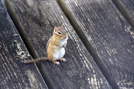 Wildlife cute
