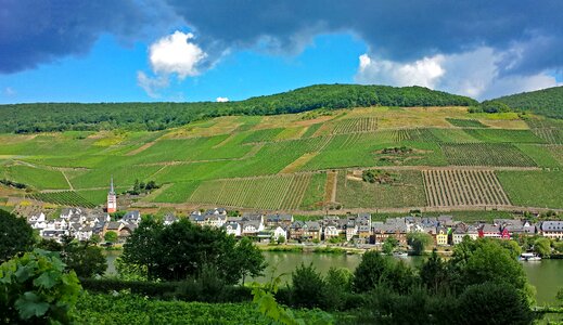 Germany wine vineyards