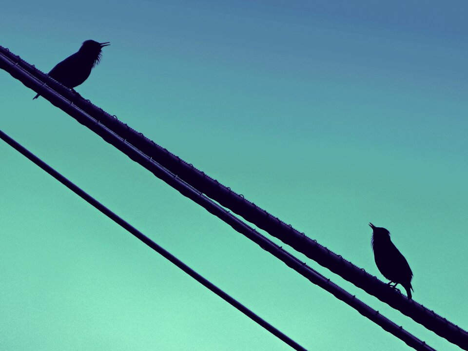 Cable dialogue black bird
