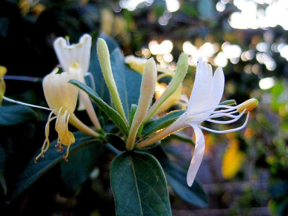 Yellow white petals