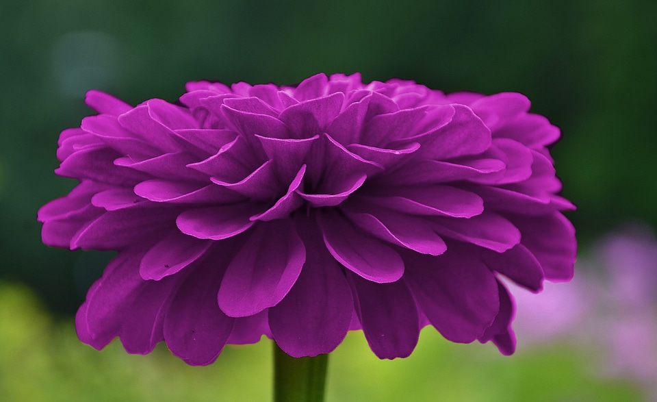 Petals violet plant