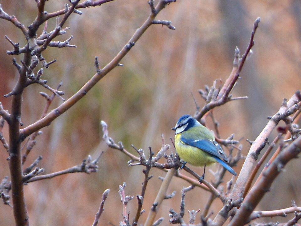 Tit mallarenga cyanistes caeruleus