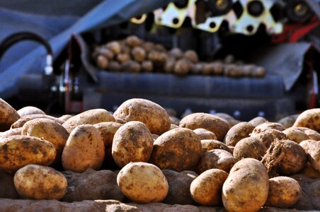 Sorting washing vegetables bulb