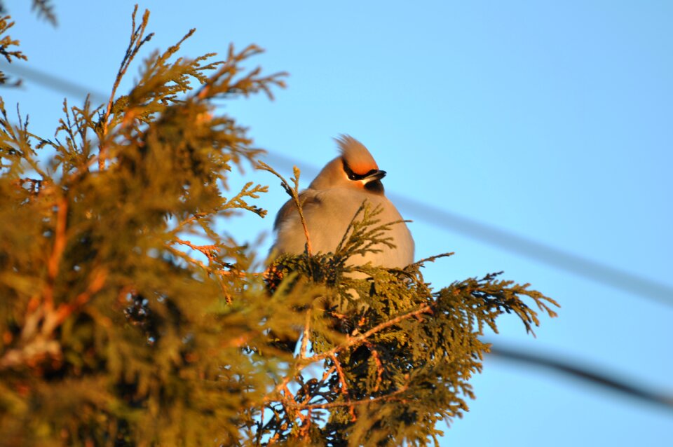 Bird animal nature