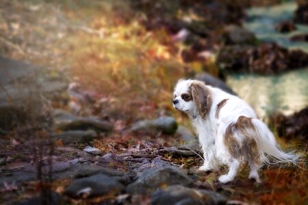 Blenheim spaniel pet