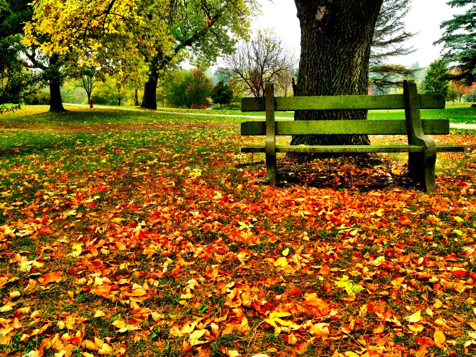 Fall fall leaves