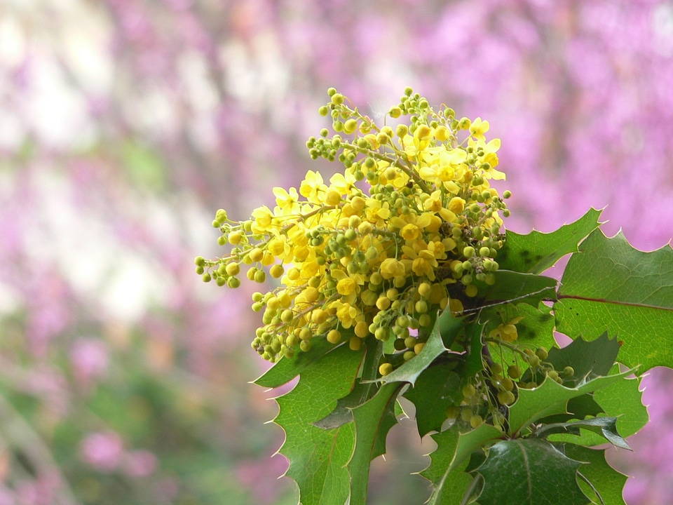 Plant spring flowering photo