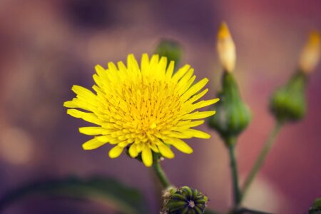 Floral plant photo