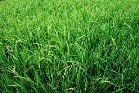 Agriculture food nature