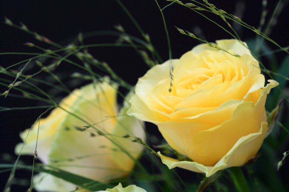 Rose blooms nature yellow rose